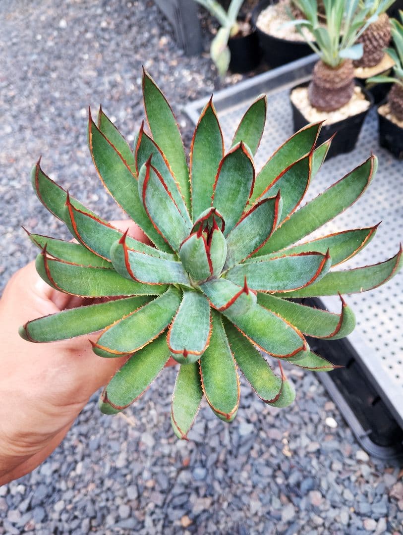 \"希少\" 美株 マンガベ プレイングハンズ