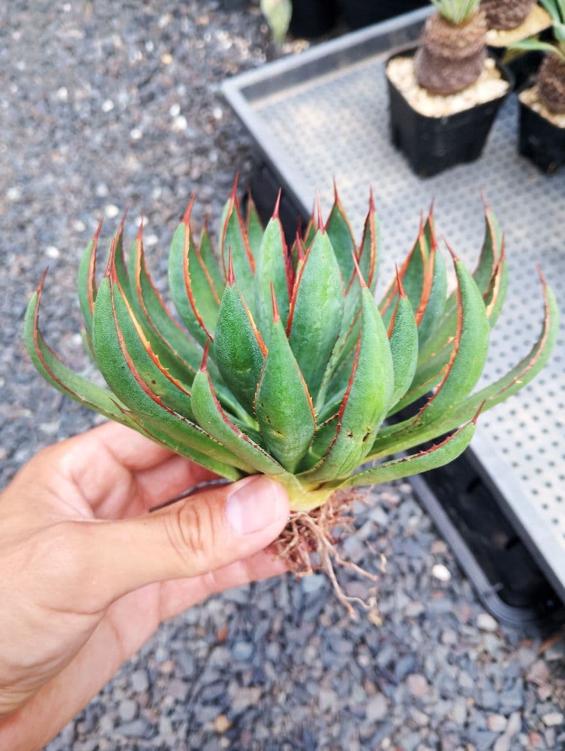 \"希少\" 美株 マンガベ プレイングハンズ