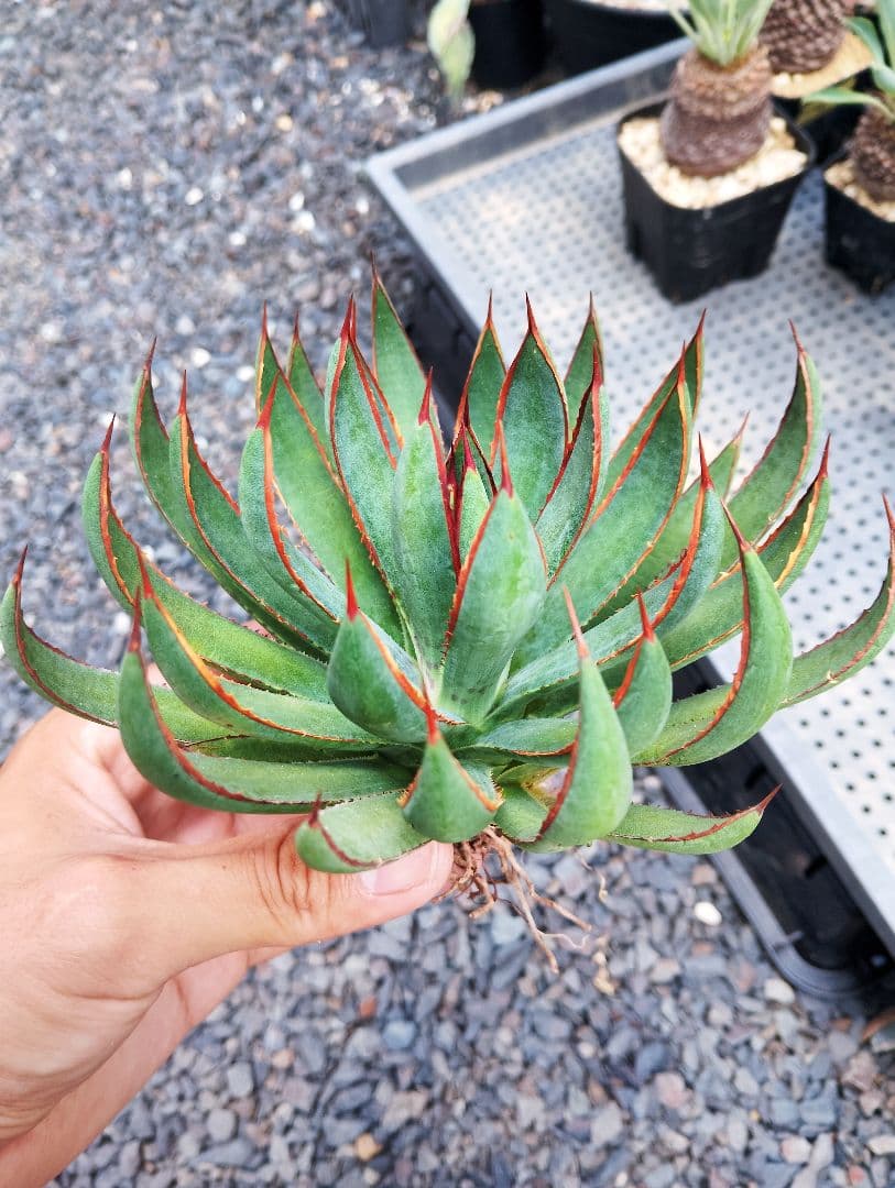 \"希少\" 美株 マンガベ プレイングハンズ