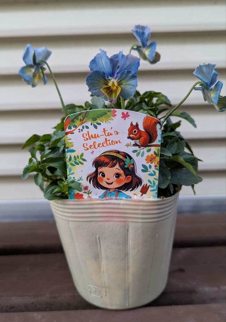 M*☆様 希少種 すみれ図鑑 1苗 新品種 パルプンテ 1苗 正規品ラベル付き