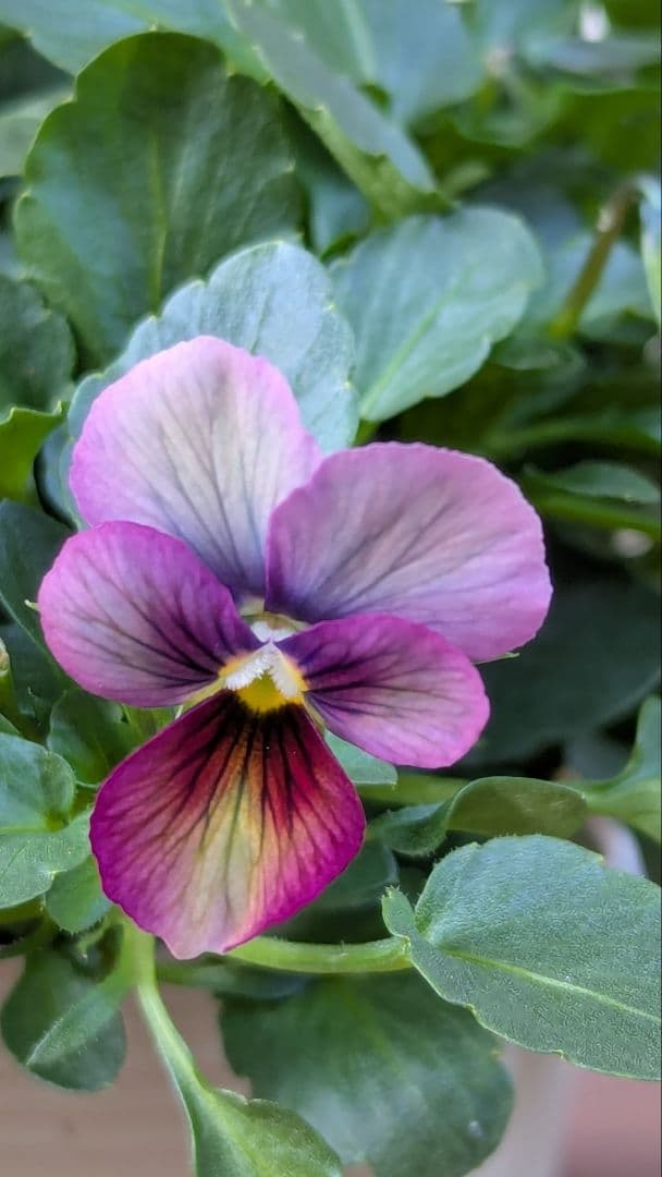 M*☆様 希少種 すみれ図鑑 1苗 新品種 パルプンテ 1苗 正規品ラベル付き