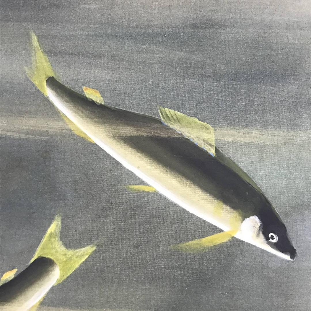 真作】川村憲邦/鮎図/アユ図/香魚図/横物/掛軸/名家伝来/AD-760