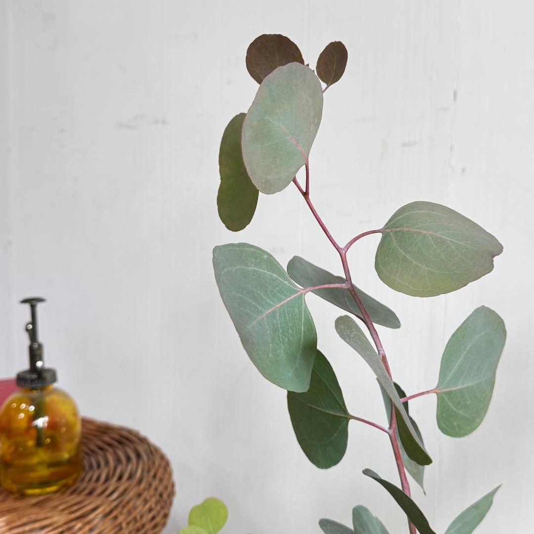 ユーカリ イタリア製テラコッタ鉢植え ポポラス シルバーリーフ - メルカリ