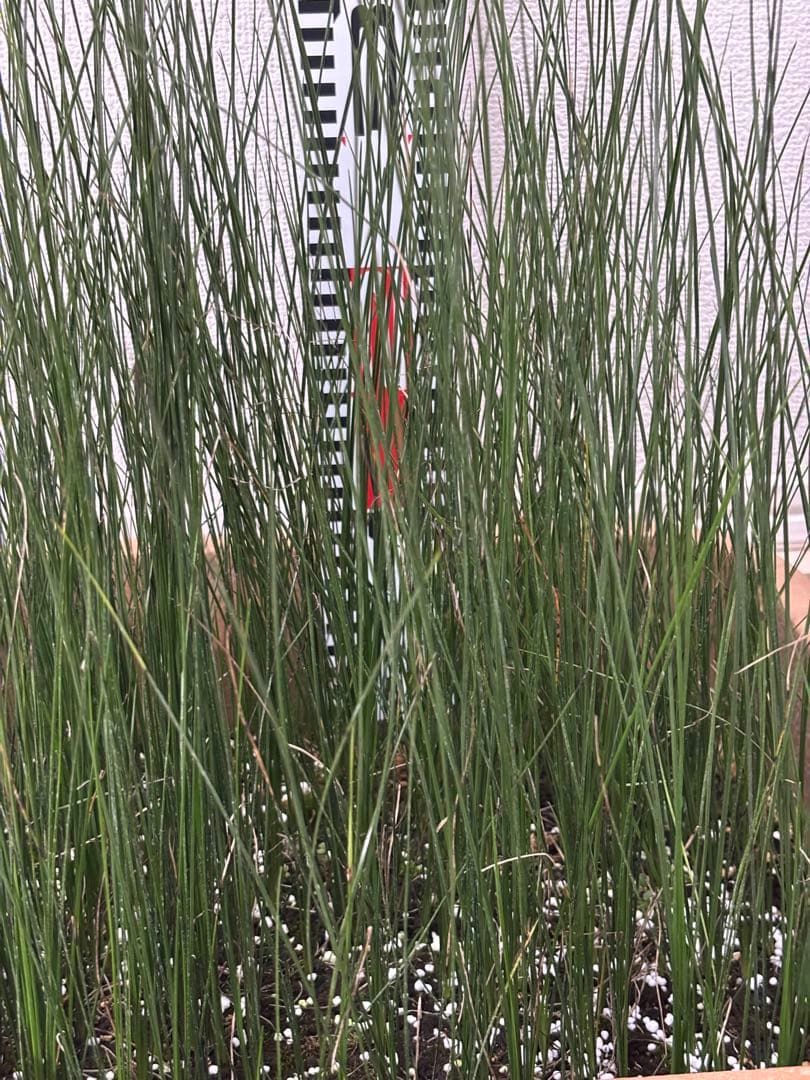 ★コスパ最強★超極上★クサントロエア・オーストラリス★120本