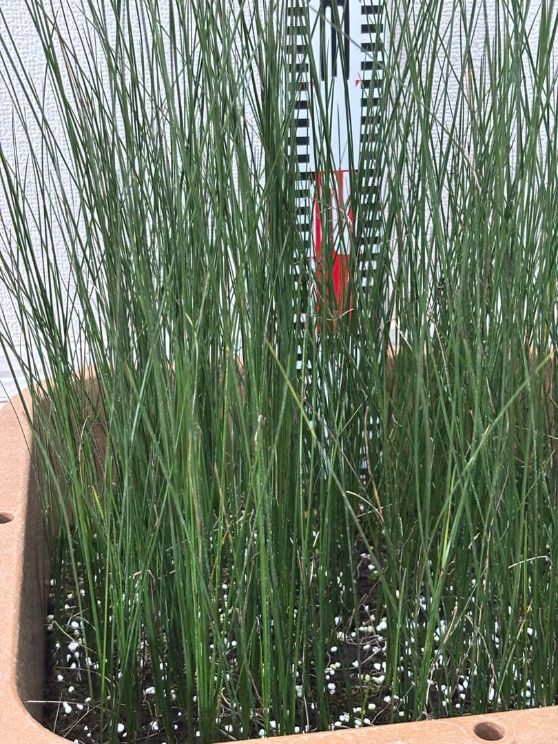 ★コスパ最強★超極上★クサントロエア・オーストラリス★120本