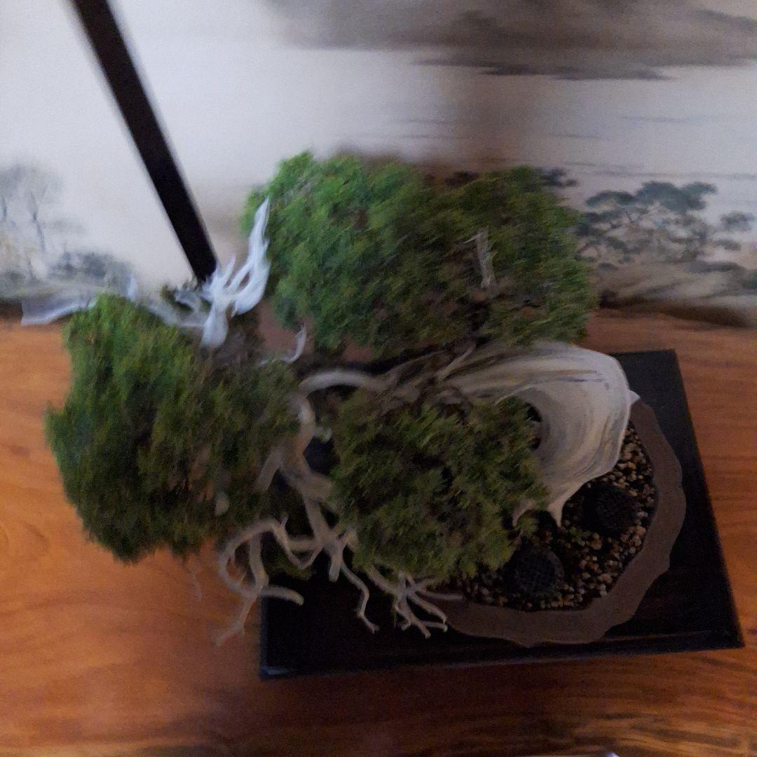 糸魚川真柏 創作盆栽 タヌキ 松 真柏 - メルカリ