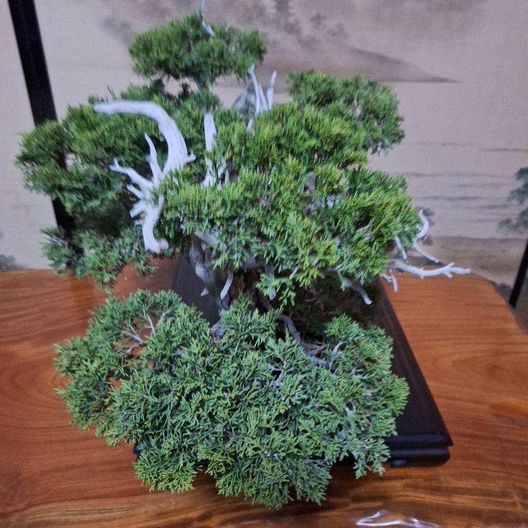 糸魚川真柏 創作盆栽 タヌキ 松 真柏 - メルカリ