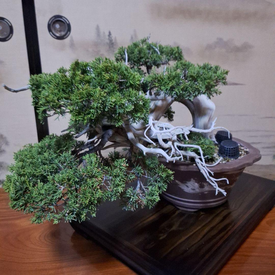 糸魚川真柏 創作盆栽 タヌキ 松 真柏 - メルカリ