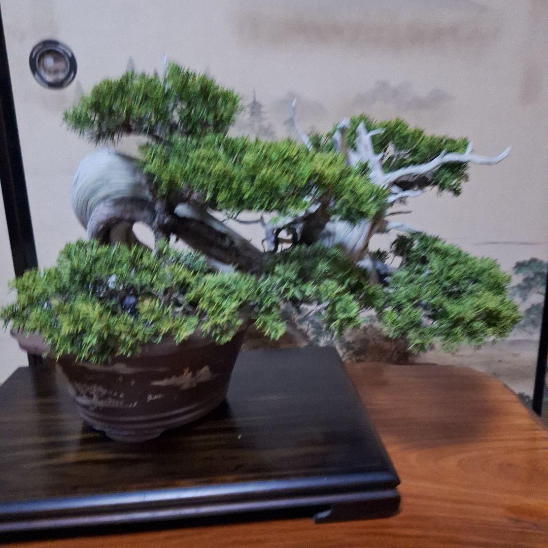 糸魚川真柏 創作盆栽 タヌキ 松 真柏 - メルカリ