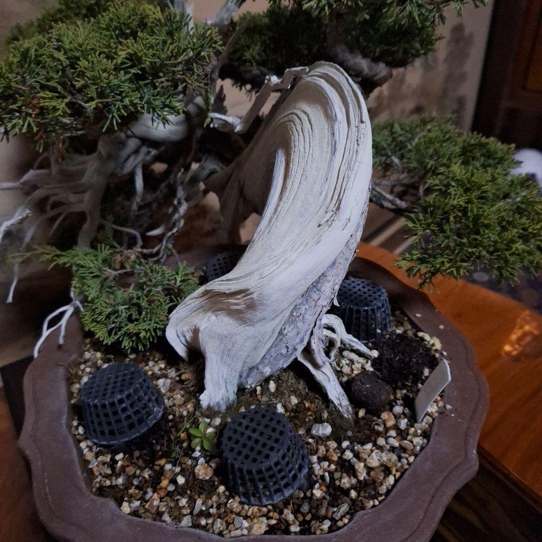 糸魚川真柏 創作盆栽 タヌキ 松 真柏 - メルカリ