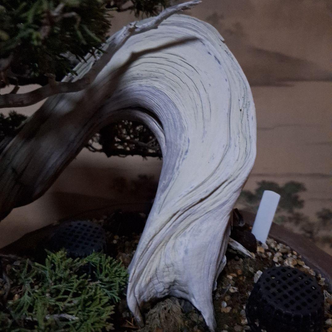 糸魚川真柏 創作盆栽 タヌキ 松 真柏 - メルカリ