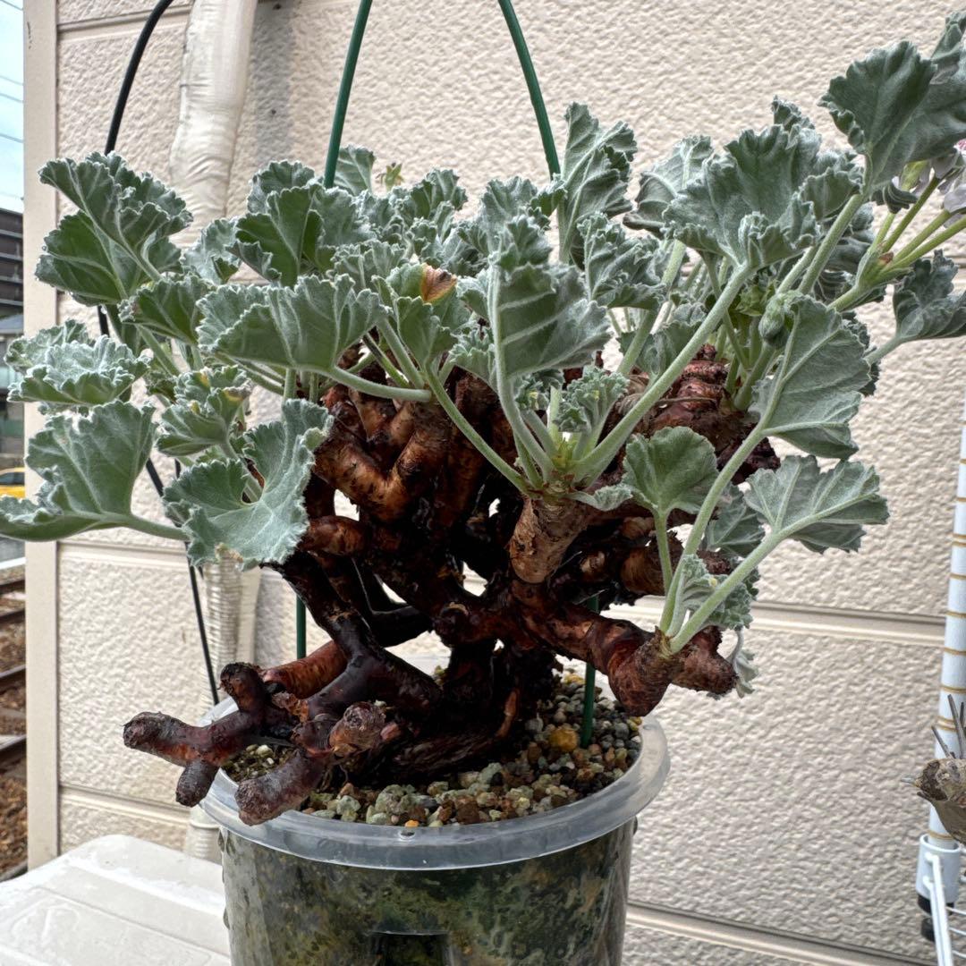 特大発根済み早い者勝ち！ ベアルート株　ペラルゴニウム ミラビレ