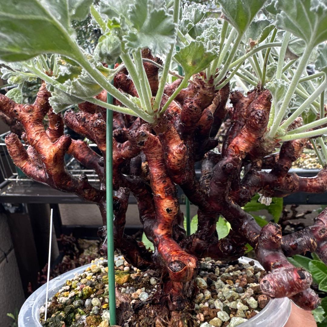 特大発根済み早い者勝ち！ ベアルート株　ペラルゴニウム ミラビレ