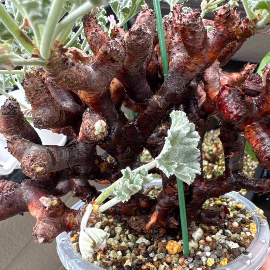 特大発根済み早い者勝ち！ ベアルート株　ペラルゴニウム ミラビレ