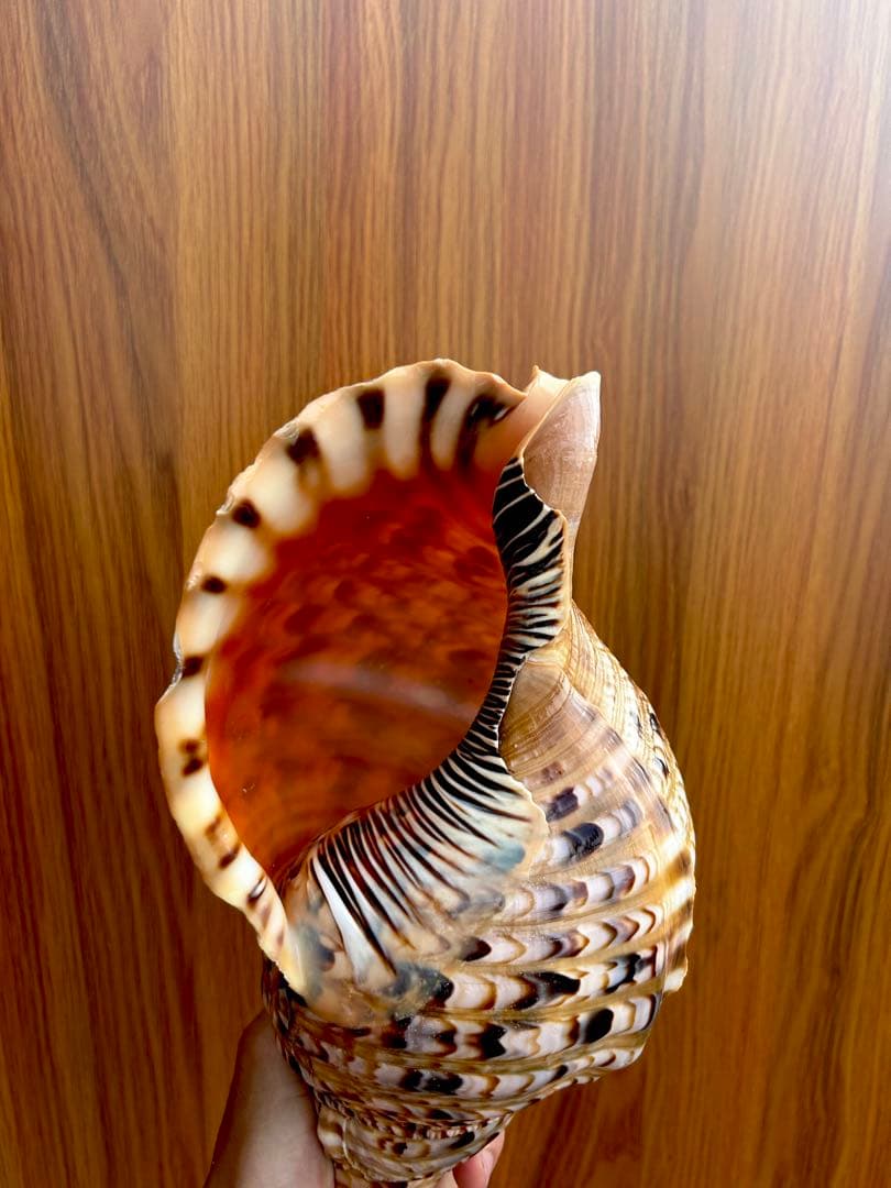 法螺貝　2個セット　(35.5cm 32.8cm)