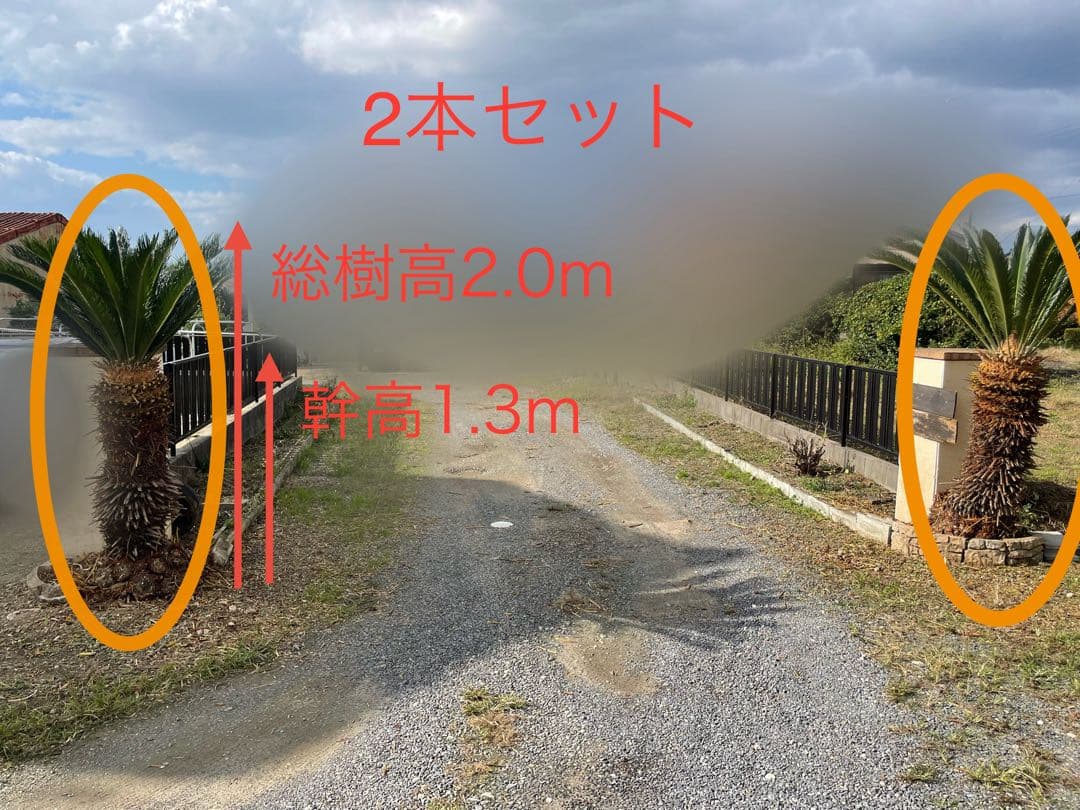 ソテツ2本セット 2.0m【引取限定】