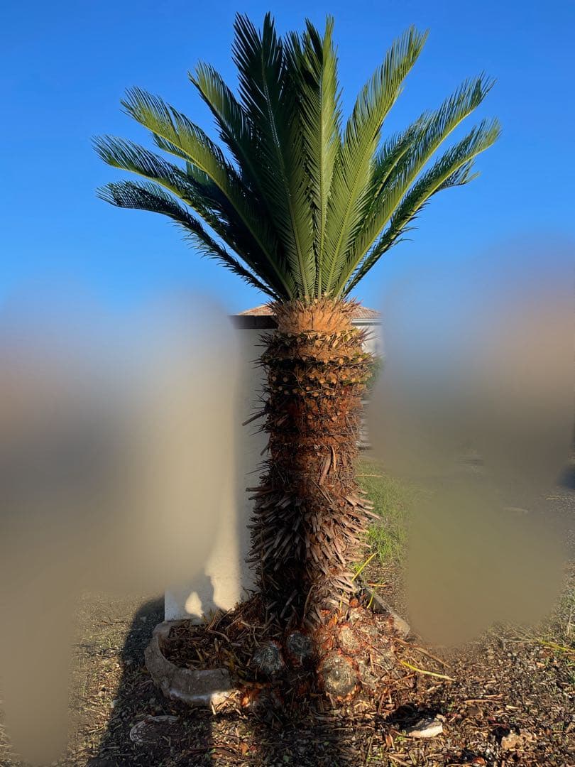 ソテツ2本セット 2.0m【引取限定】