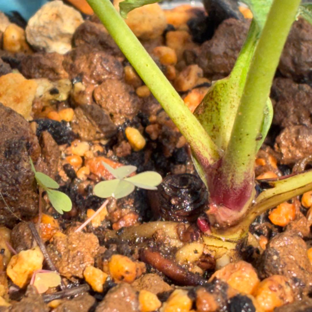 の*ん様 ☘️唯一無二☘️開花株❤️新芽しっかり元気株❤️3222⭐️SD⭐️ハ