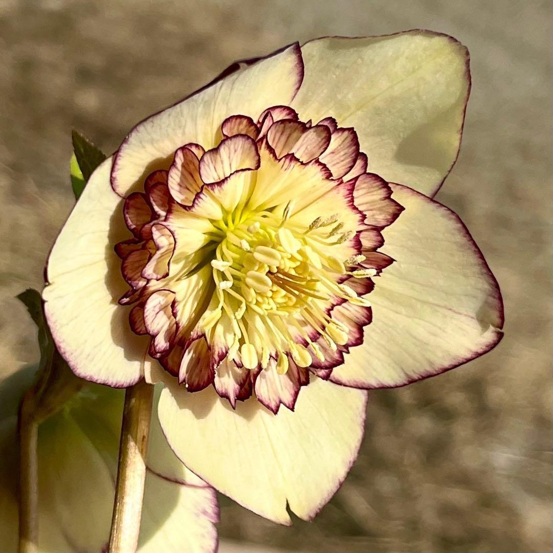 の*ん様 ☘️唯一無二☘️開花株❤️新芽しっかり元気株❤️3222⭐️SD⭐️ハ