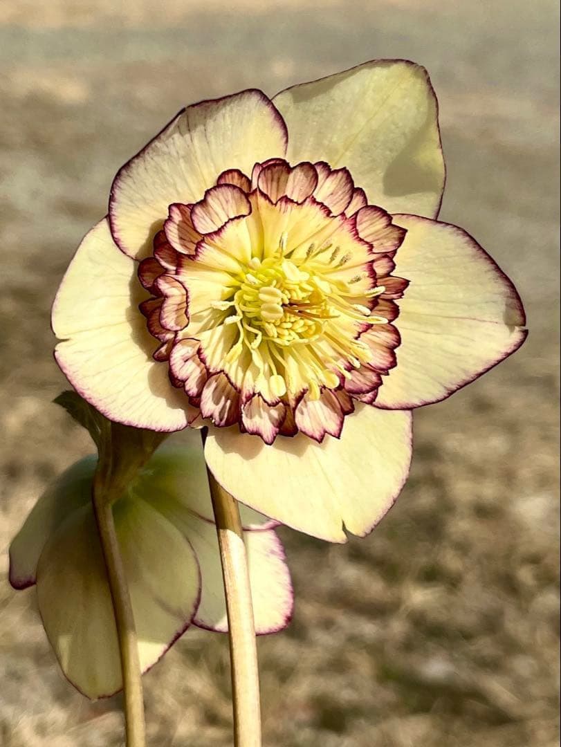 の*ん様 ☘️唯一無二☘️開花株❤️新芽しっかり元気株❤️3222⭐️SD⭐️ハ