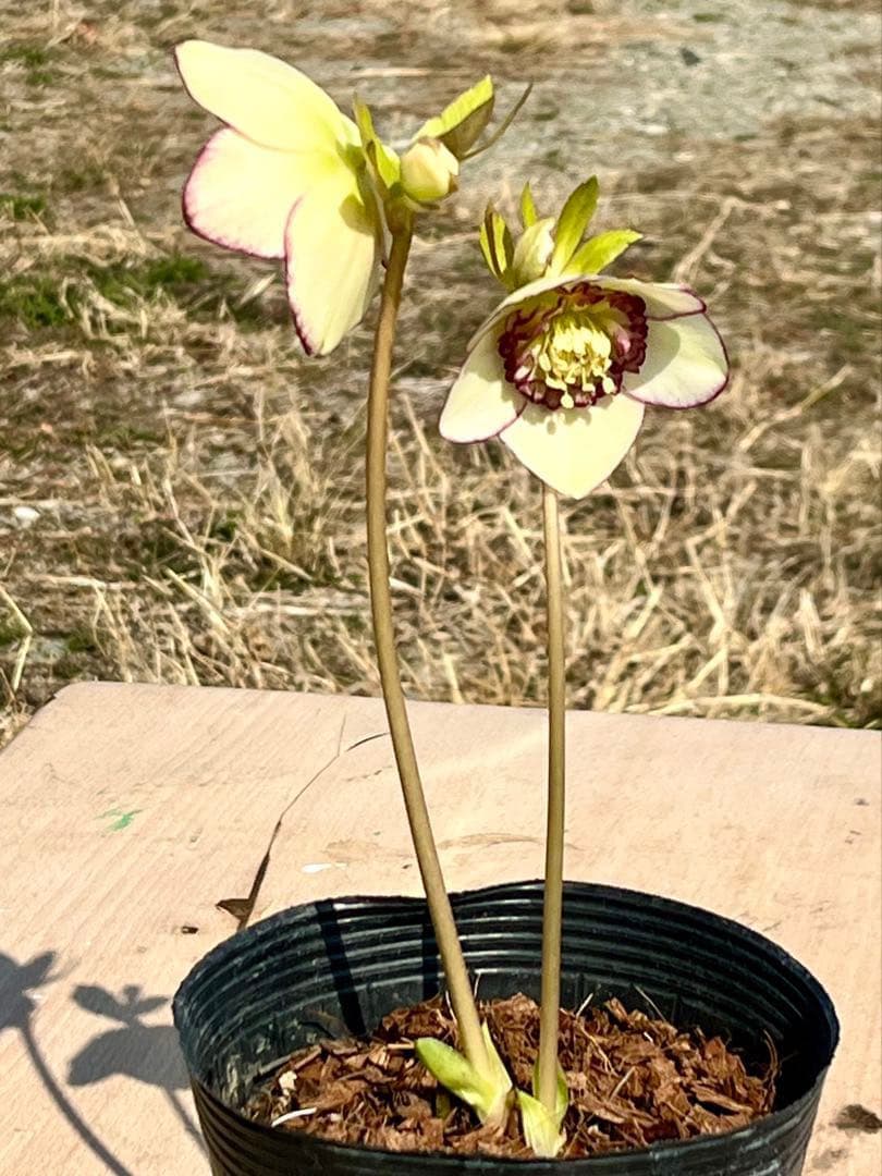 の*ん様 ☘️唯一無二☘️開花株❤️新芽しっかり元気株❤️3222⭐️SD⭐️ハ