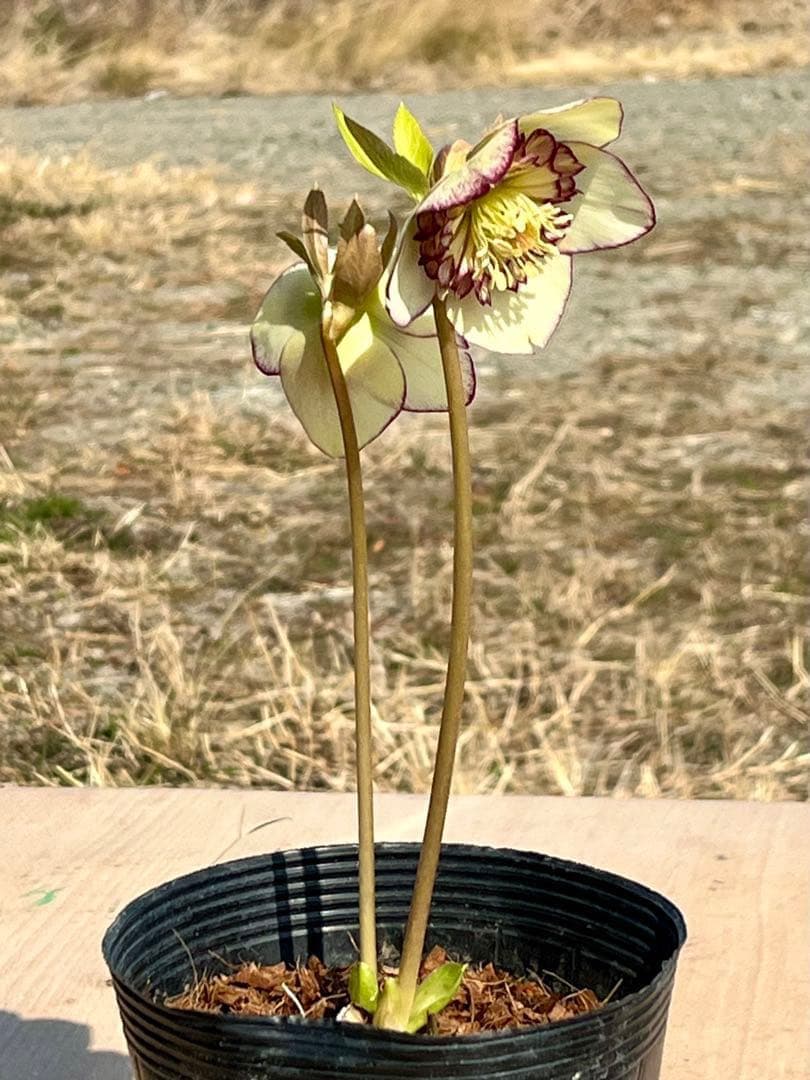 の*ん様 ☘️唯一無二☘️開花株❤️新芽しっかり元気株❤️3222⭐️SD⭐️ハ