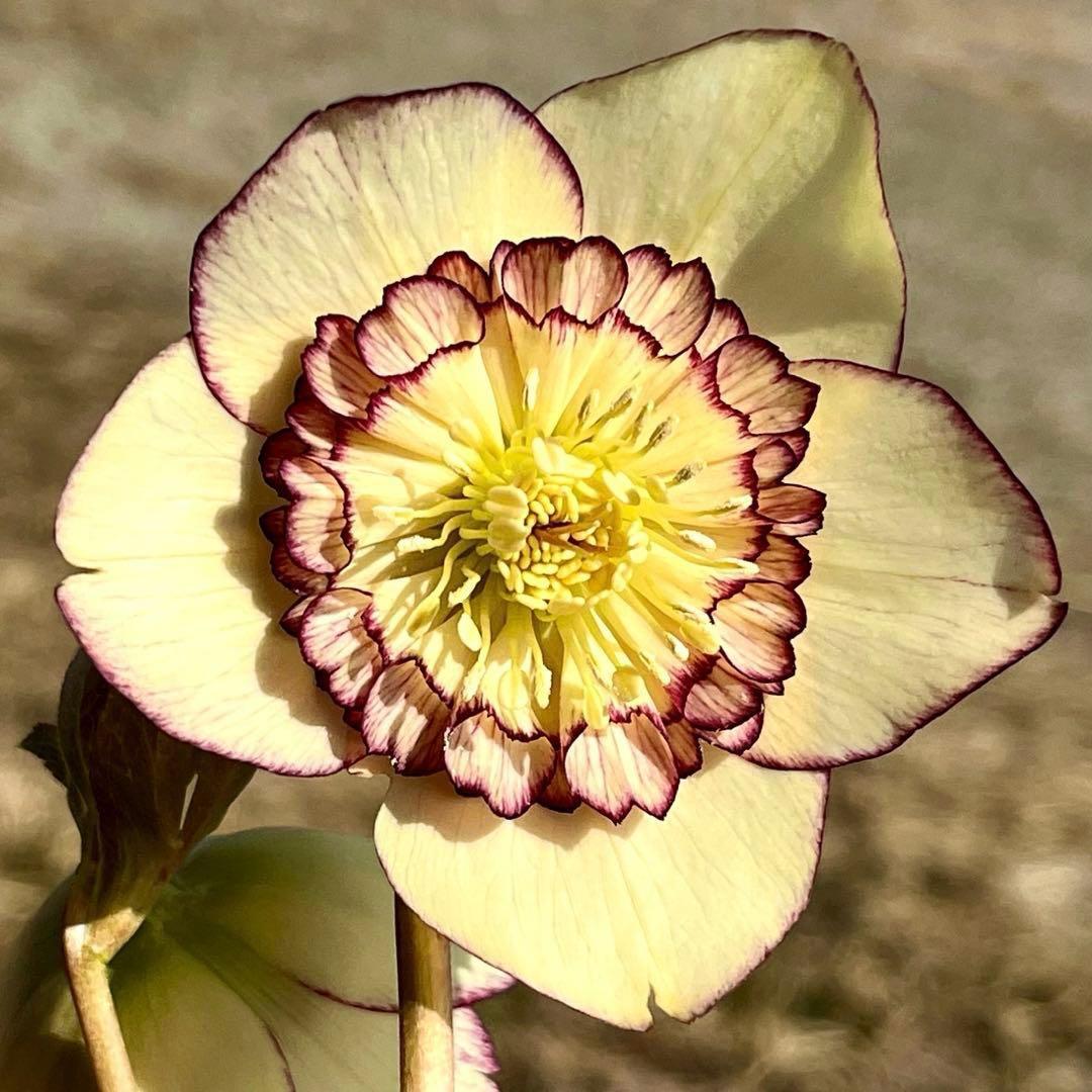 の*ん様 ☘️唯一無二☘️開花株❤️新芽しっかり元気株❤️3222⭐️SD⭐️ハ