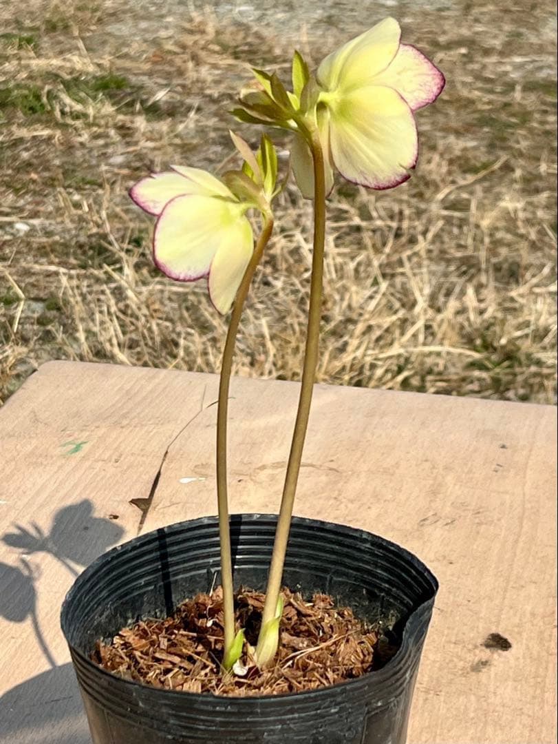 の*ん様 ☘️唯一無二☘️開花株❤️新芽しっかり元気株❤️3222⭐️SD⭐️ハ