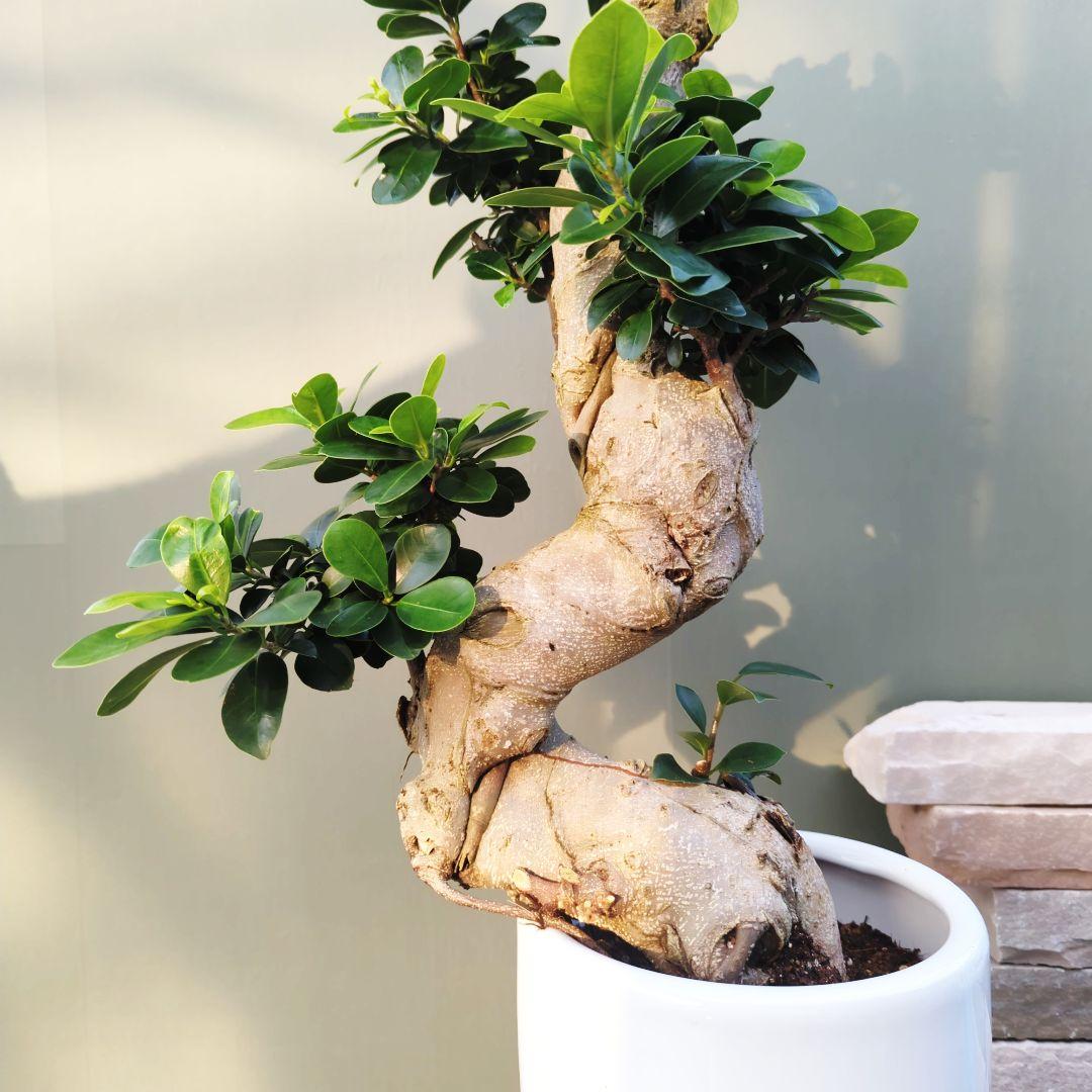 現品》太い幹 ガジュマル曲がり 昇り龍 - メルカリ