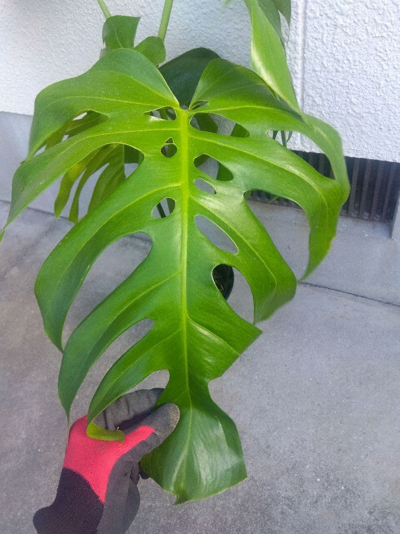 モンステラ　デリシオーサ　6号鉢つき　深穴開き❗2株植え❗　か