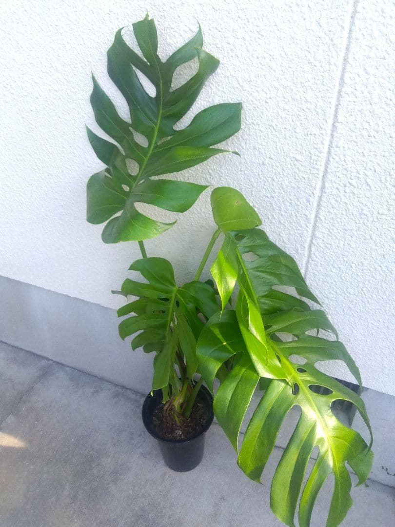 モンステラ　デリシオーサ　6号鉢つき　深穴開き❗2株植え❗　か