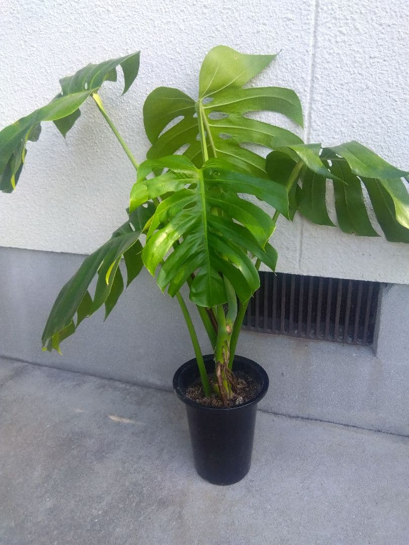 モンステラ　デリシオーサ　6号鉢つき　深穴開き❗2株植え❗　か
