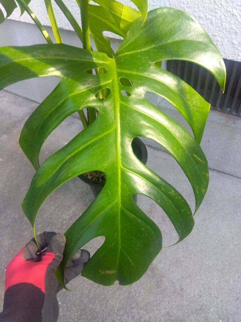 モンステラ　デリシオーサ　6号鉢つき　深穴開き❗2株植え❗　か