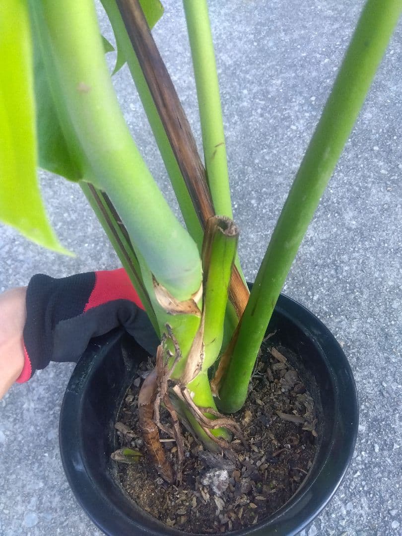 モンステラ　デリシオーサ　6号鉢つき　深穴開き❗2株植え❗　か