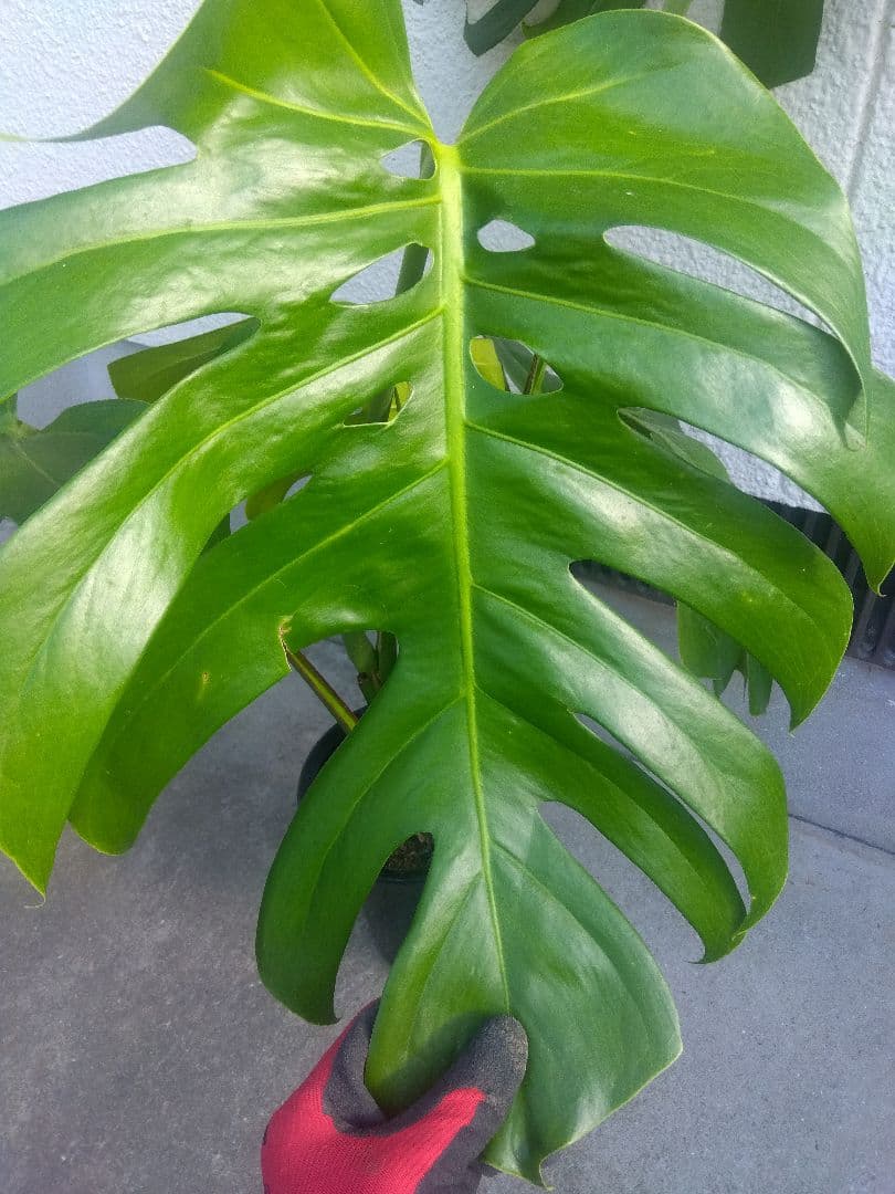 モンステラ　デリシオーサ　6号鉢つき　深穴開き❗2株植え❗　か