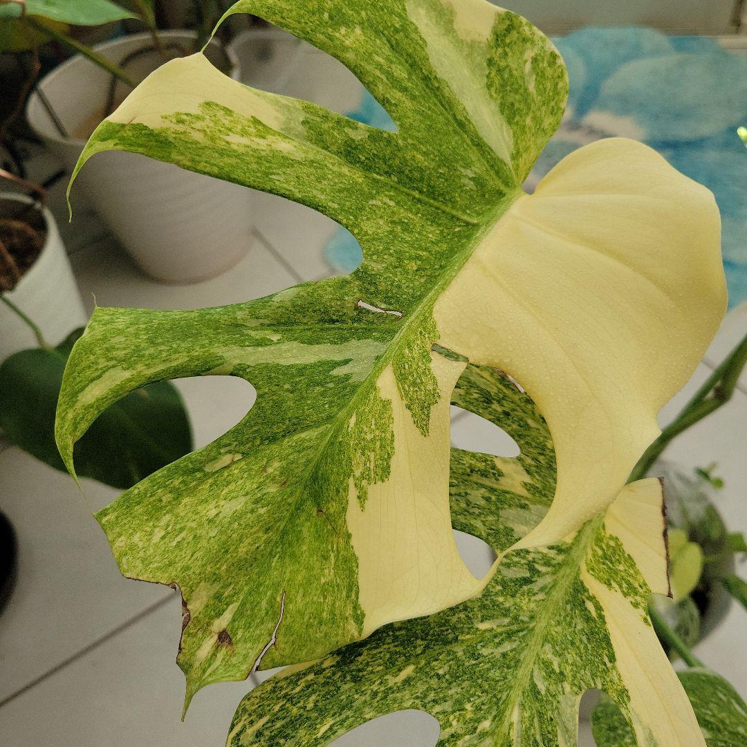 レア！デリシオーサプラチナムトップカット