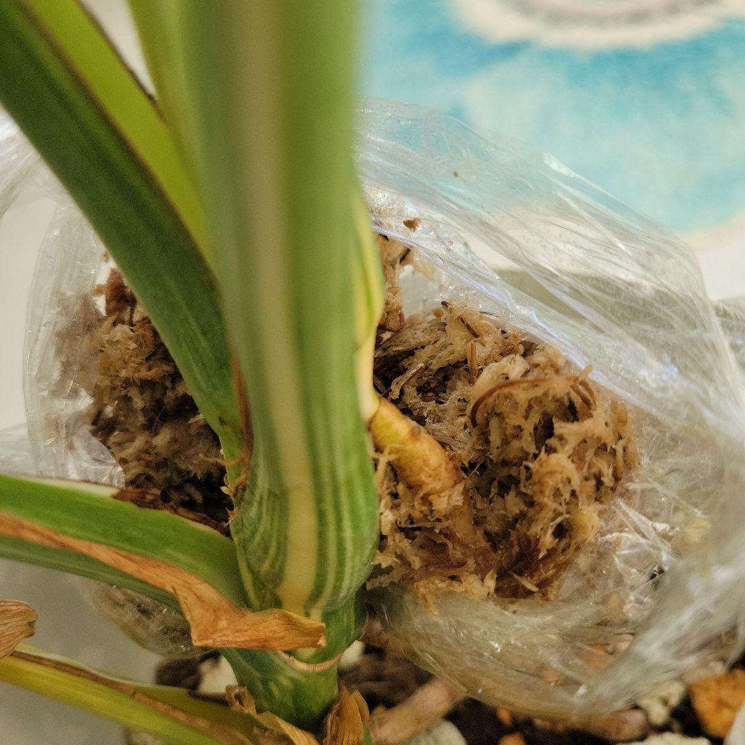 レア！デリシオーサプラチナムトップカット