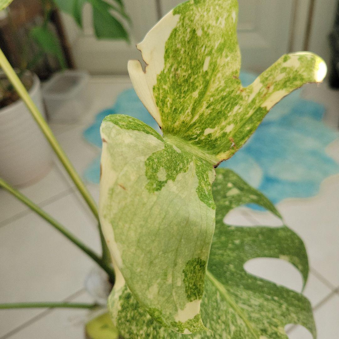 レア！デリシオーサプラチナムトップカット