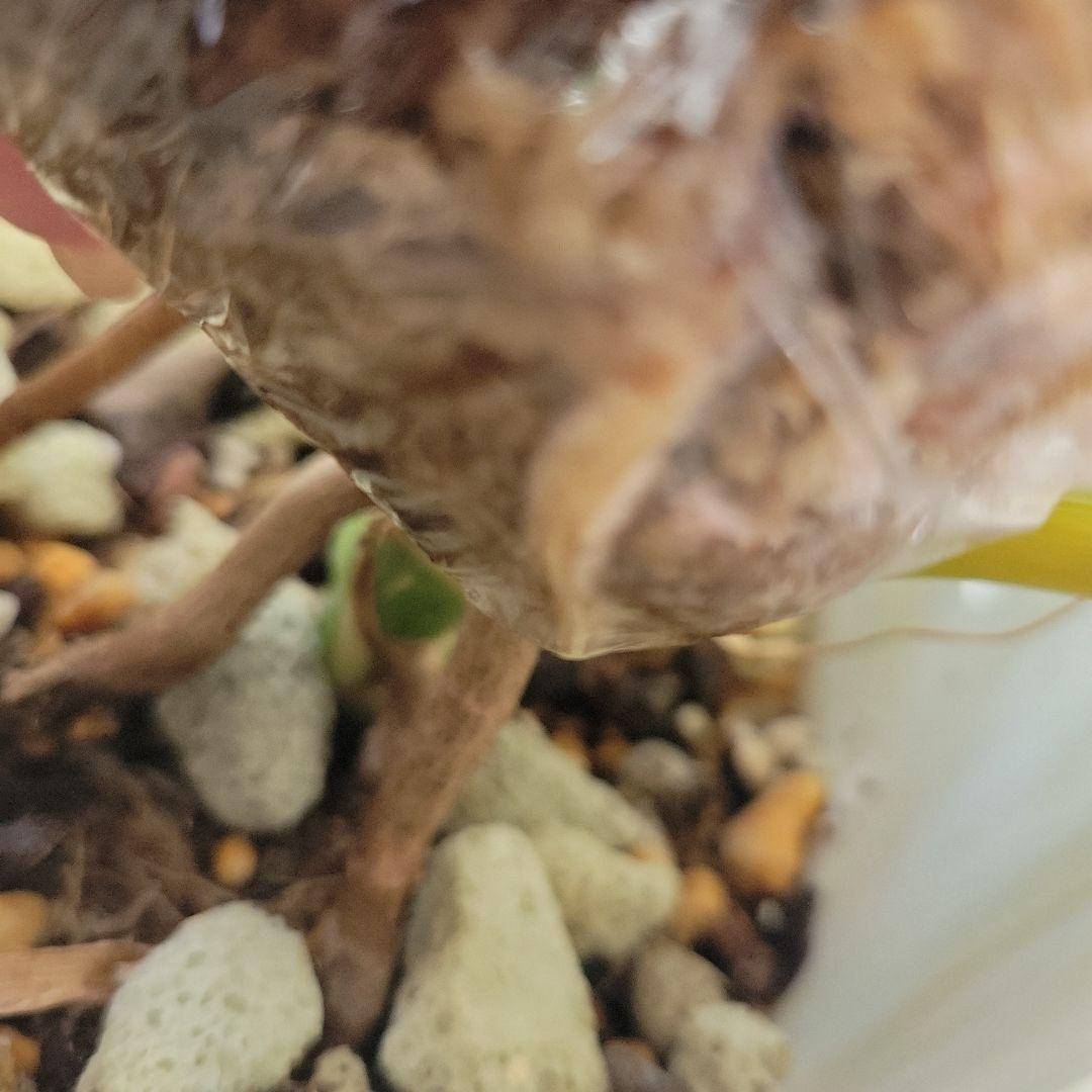 レア！デリシオーサプラチナムトップカット