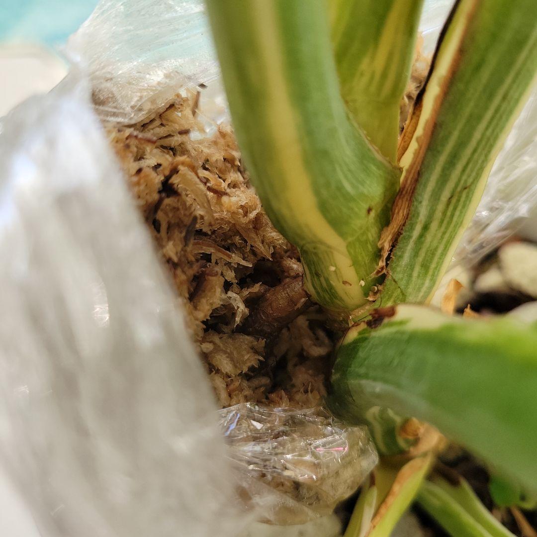 レア！デリシオーサプラチナムトップカット