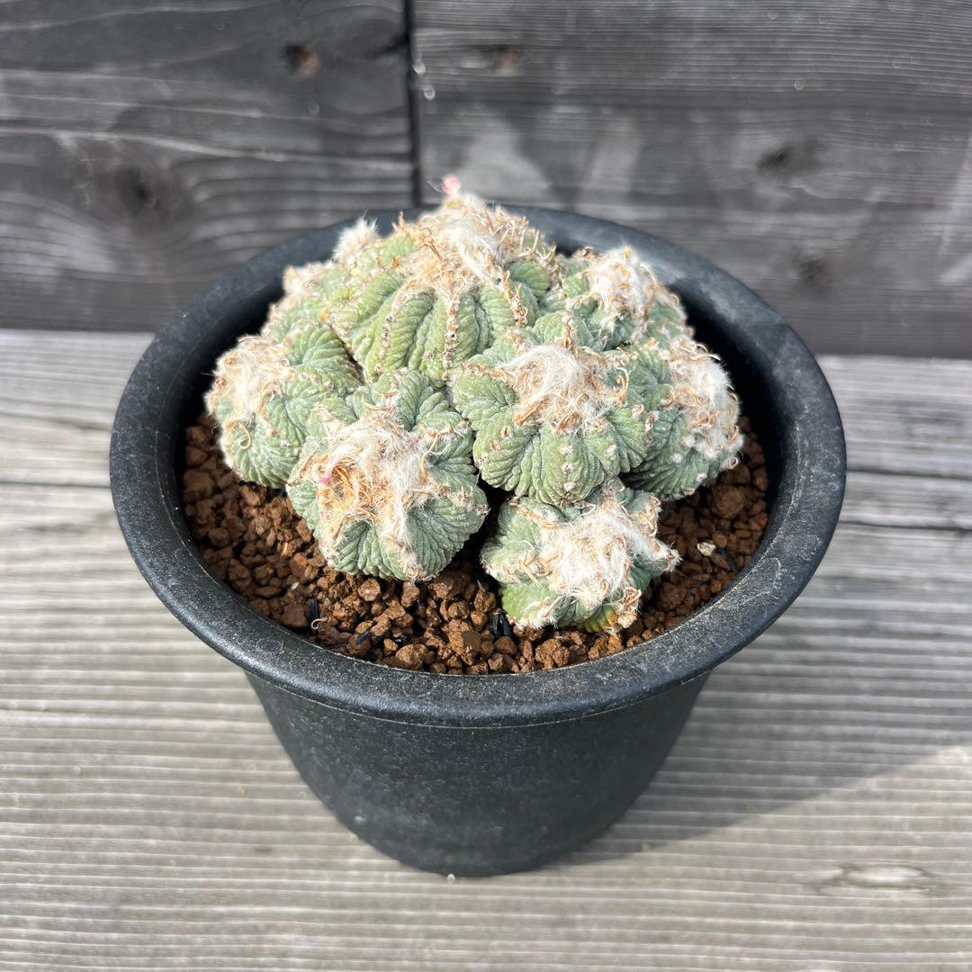 アズテキウム【花籠】③サボテン