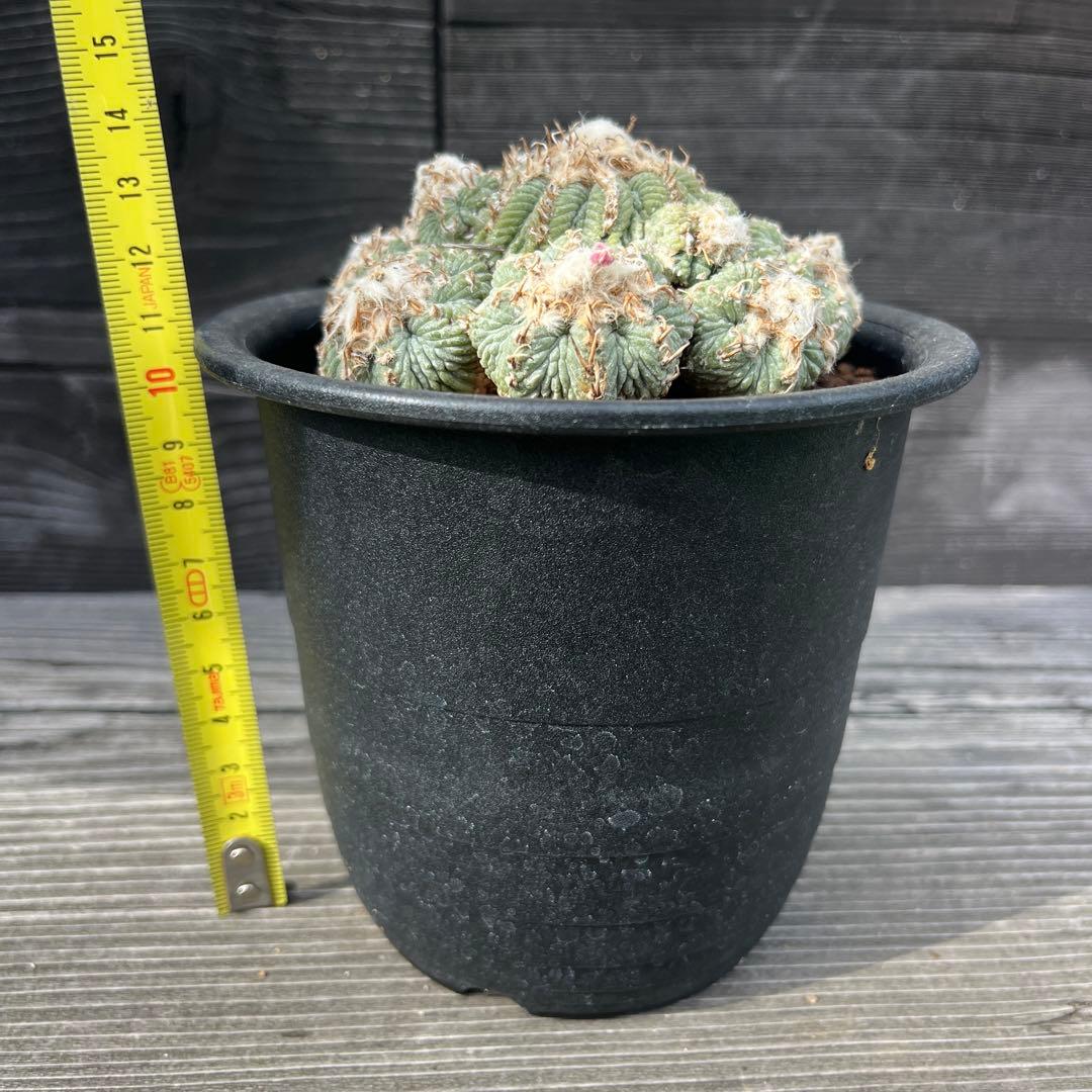 アズテキウム【花籠】③サボテン