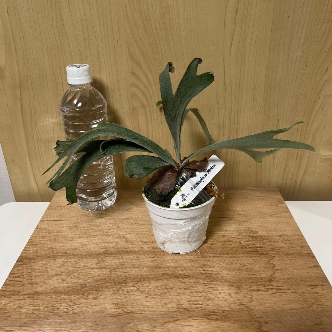 p.willinckii cv mothra ウィリンキー モスラ ビカクシダ - メルカリ