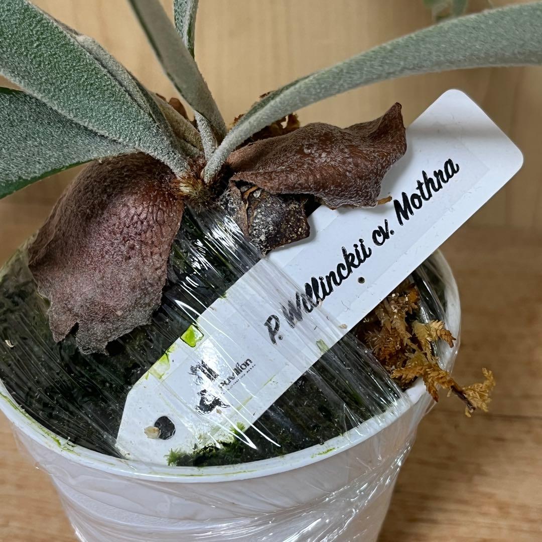 p.willinckii cv mothra ウィリンキー モスラ ビカクシダ - メルカリ