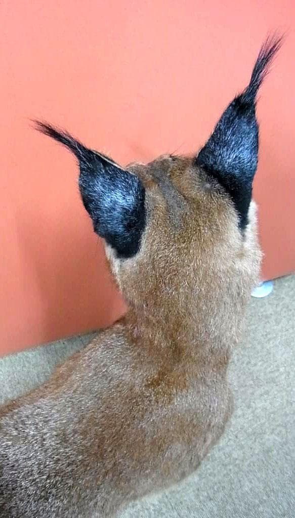 高品質 カラカル（Caracal）の全身剥製 A ※CITES・登録票付 - メルカリ