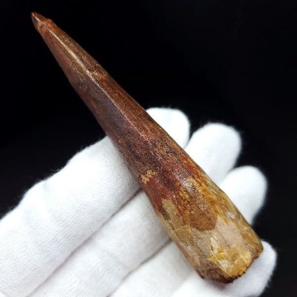 極上 スピノサウルス 本物 モロッコ産 80.31mm ケース付き sp269