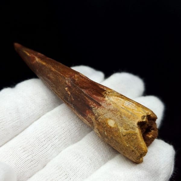 極上 スピノサウルス 本物 モロッコ産 80.31mm ケース付き sp269