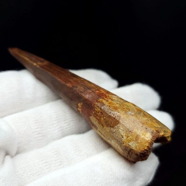 極上 スピノサウルス 本物 モロッコ産 80.31mm ケース付き sp269