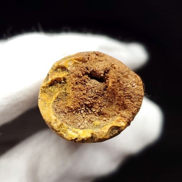 極上 スピノサウルス 本物 モロッコ産 80.31mm ケース付き sp269