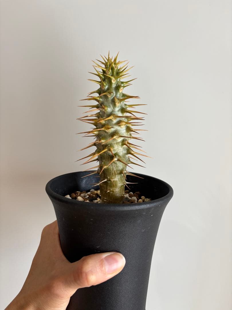 国内実生　パキポディウム　アンボンゲンセ